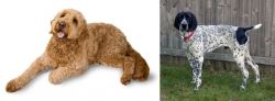 Golden Doodle vs Braque d'Auvergne - Breed Comparison