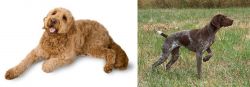 Golden Doodle vs Braque Francais - Breed Comparison