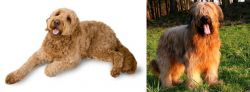 Golden Doodle vs Briard - Breed Comparison