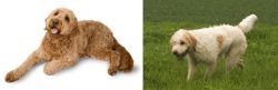 Golden Doodle vs Briquet Griffon Vendeen - Breed Comparison