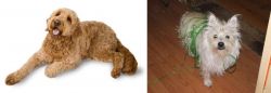 Golden Doodle vs Cairland Terrier - Breed Comparison