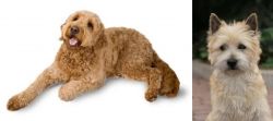 Golden Doodle vs Cairn Terrier - Breed Comparison