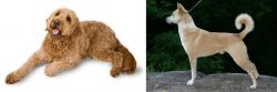 Golden Doodle vs Canaan Dog - Breed Comparison