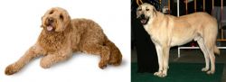 Golden Doodle vs Central Anatolian Shepherd - Breed Comparison