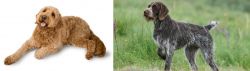 Golden Doodle vs Cesky Fousek - Breed Comparison