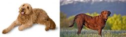 Golden Doodle vs Chesapeake Bay Retriever - Breed Comparison