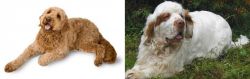 Golden Doodle vs Clumber Spaniel - Breed Comparison