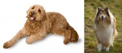 Golden Doodle vs Collie - Breed Comparison