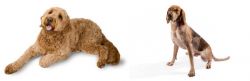 Golden Doodle vs Coonhound - Breed Comparison