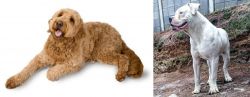 Golden Doodle vs Dogo Guatemalteco - Breed Comparison