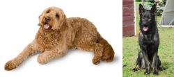 Golden Doodle vs East German Shepherd - Breed Comparison