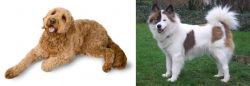 Golden Doodle vs Elo - Breed Comparison