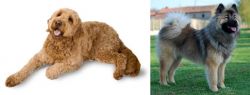 Golden Doodle vs Eurasier - Breed Comparison