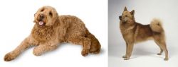 Golden Doodle vs Finnish Spitz - Breed Comparison