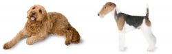 Golden Doodle vs Fox Terrier - Breed Comparison