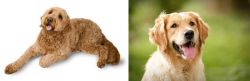 Golden Doodle vs Golden Retriever - Breed Comparison