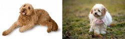 Golden Doodle vs West Highland White Terrier - Breed Comparison