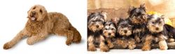 Golden Doodle vs Yorkshire Terrier - Breed Comparison
