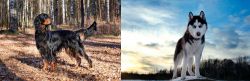 Gordon Setter vs Alaskan Husky - Breed Comparison
