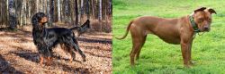Gordon Setter vs American Pit Bull Terrier - Breed Comparison
