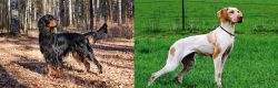 Gordon Setter vs Ariege Pointer - Breed Comparison