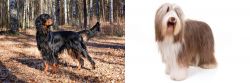Gordon Setter vs Bearded Collie - Breed Comparison