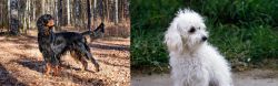 Gordon Setter vs Bolognese - Breed Comparison
