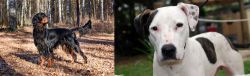 Gordon Setter vs Bull Arab - Breed Comparison