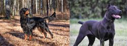 Gordon Setter vs Canis Panther - Breed Comparison
