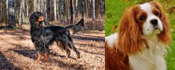 Gordon Setter vs Cavalier King Charles Spaniel - Breed Comparison