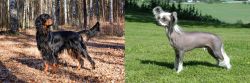 Gordon Setter vs Chinese Crested Dog - Breed Comparison