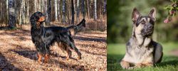 Gordon Setter vs East European Shepherd - Breed Comparison