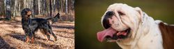Gordon Setter vs English Bulldog - Breed Comparison