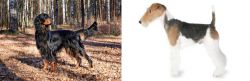Gordon Setter vs Fox Terrier - Breed Comparison