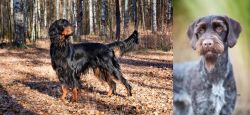 Gordon Setter vs German Wirehaired Pointer - Breed Comparison