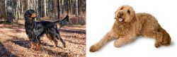 Gordon Setter vs Golden Doodle - Breed Comparison