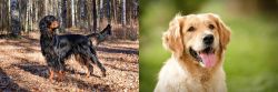 Gordon Setter vs Golden Retriever - Breed Comparison
