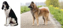 Grand Anglo-Francais Blanc et Noir vs Belgian Shepherd Dog (Tervuren) - Breed Comparison