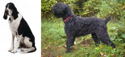 Grand Anglo-Francais Blanc et Noir vs Black Russian Terrier - Breed Comparison