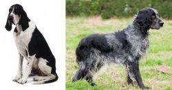 Grand Anglo-Francais Blanc et Noir vs Blue Picardy Spaniel - Breed Comparison