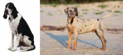 Grand Anglo-Francais Blanc et Noir vs Catahoula Cur - Breed Comparison