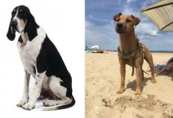 Grand Anglo-Francais Blanc et Noir vs Fell Terrier - Breed Comparison