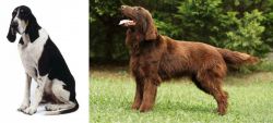 Grand Anglo-Francais Blanc et Noir vs Flat-Coated Retriever - Breed Comparison