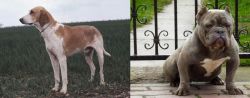 Grand Anglo-Francais Blanc et Orange vs American Bully - Breed Comparison