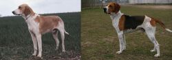 Grand Anglo-Francais Blanc et Orange vs Anglo-Francais de Petite Venerie - Breed Comparison