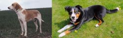 Grand Anglo-Francais Blanc et Orange vs Appenzell Mountain Dog - Breed Comparison
