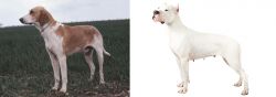 Grand Anglo-Francais Blanc et Orange vs Argentine Dogo - Breed Comparison