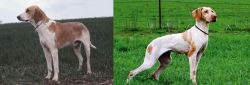 Grand Anglo-Francais Blanc et Orange vs Ariege Pointer - Breed Comparison