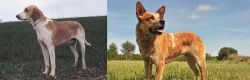 Grand Anglo-Francais Blanc et Orange vs Australian Red Heeler - Breed Comparison