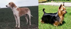 Grand Anglo-Francais Blanc et Orange vs Australian Silky Terrier - Breed Comparison